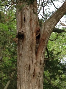 Racoon nestled in a tree