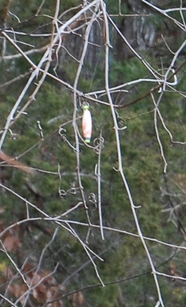 Not Exactly Christmas Decorations in Virginia Parks – Bird Enthusiasm