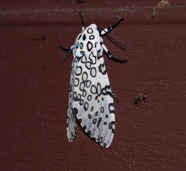 Giant Leopard Moth ©️Kelly Krechmer.jpg